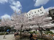 桜田公園の桜